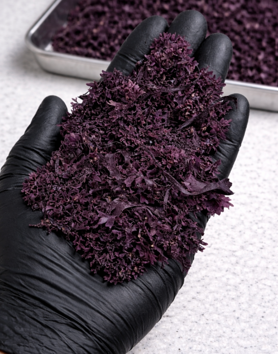 Wildcrafted Irish Seamoss - Dried 4oz